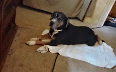 Toby  (Dog) Reported Lost in TUSCALOOSA 35401