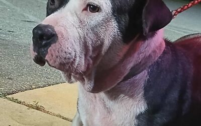 Bubba (Dog) Reported Lost in Tuscaloosa 35405