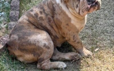 Inanna (Dog) Reported Lost in Moundville 35474