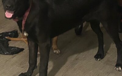 Apollo (Dog) Reported Lost in Tuscaloosa 35404