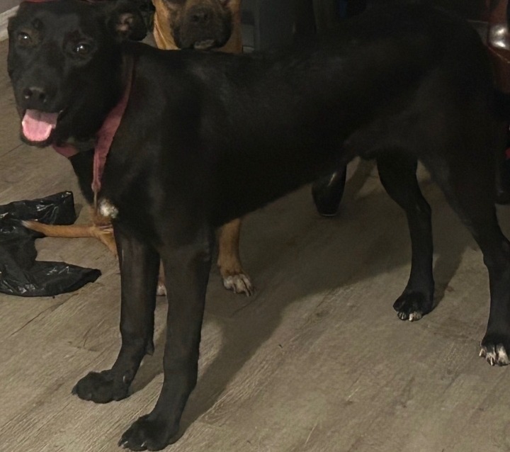 Apollo (Dog) Reported Lost in Tuscaloosa 35404