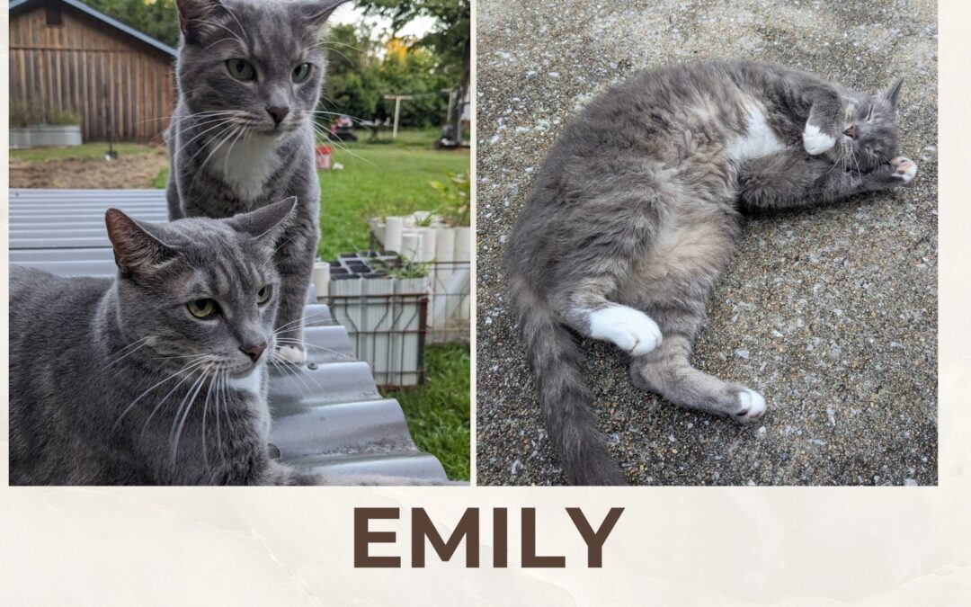 Emily (Cat) Reported Lost in Tuscaloosa 35404