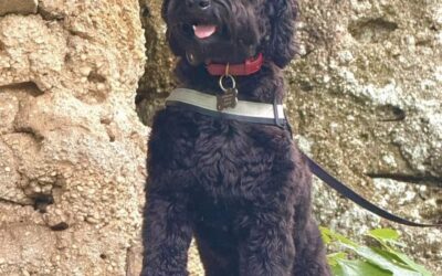 Chandler Bing (Dog) Reported Lost in Northport 35473