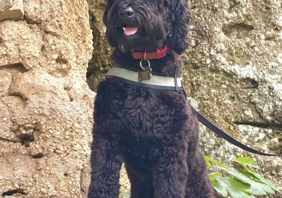 Chandler Bing (Dog) Reported Lost in Northport 35473