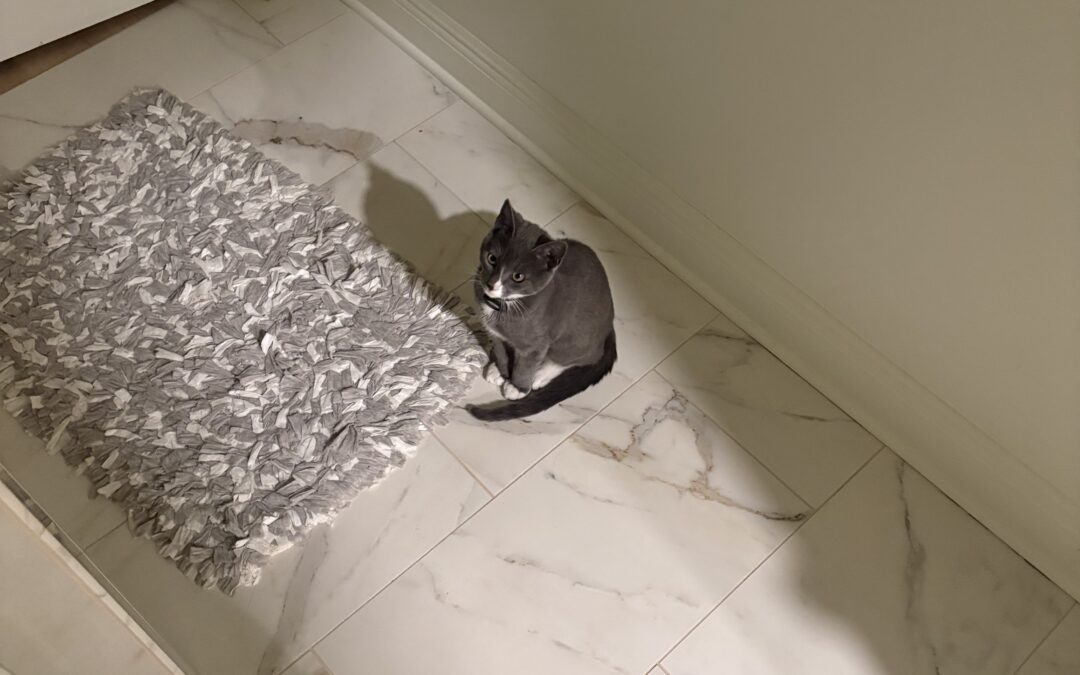 Gary (Cat) Reported Lost in Tuscaloosa 35406