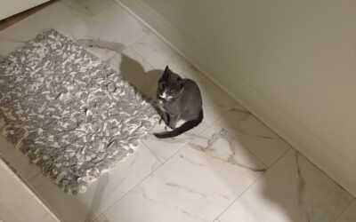 Gary (Cat) Reported Lost in Tuscaloosa 35406