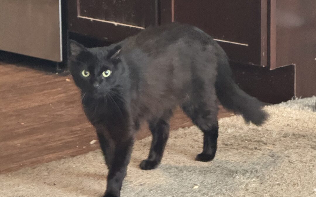 Zorro (Cat) Reported Lost in Tuscaloosa  35404