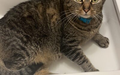 Stella (Cat) Reported Lost in Tuscaloosa 35406