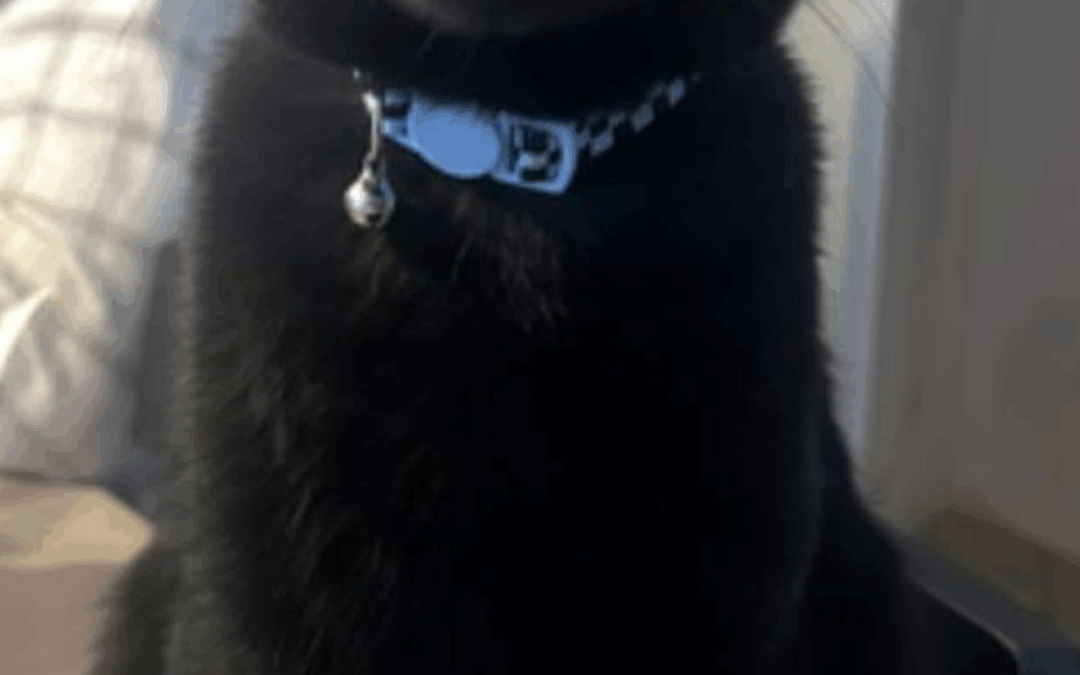 Scooter (Cat) Reported Lost in Tuscaloosa  35401