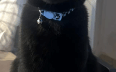 Scooter (Cat) Reported Lost in Tuscaloosa  35401