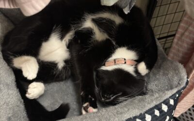 Jellybean finley (Cat) Reported Lost in Tuscaloosa  35404
