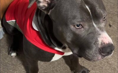 Kazi (Dog) Reported Lost in Coaling 35453