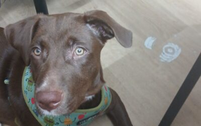 Daisy Mae (Dog) Reported Lost in Selma 36701