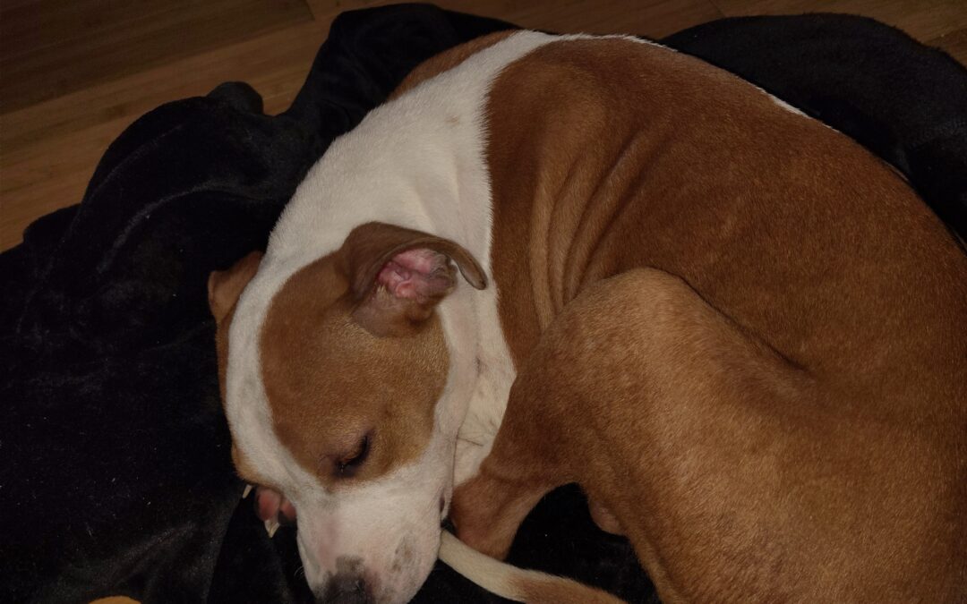 Dog found in Tuscaloosa  35401!