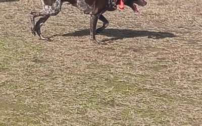 Dog found in Northport 35473!