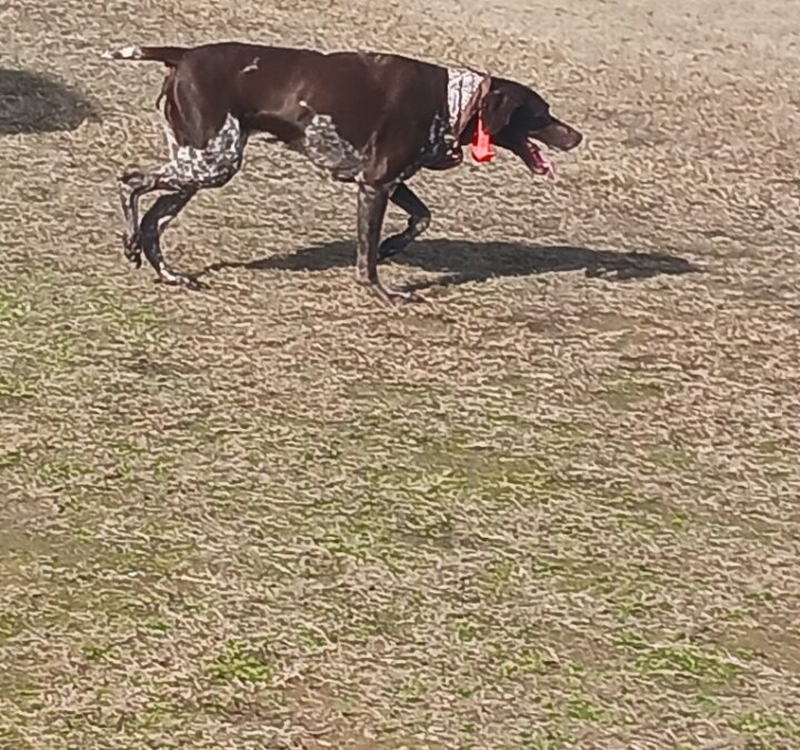 Dog found in Northport 35473!