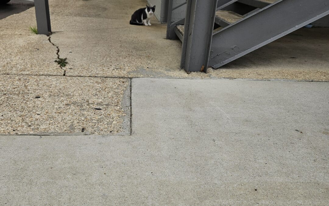 Cat found in Tuscaloosa  35401!