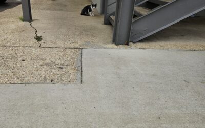 Cat found in Tuscaloosa  35401!