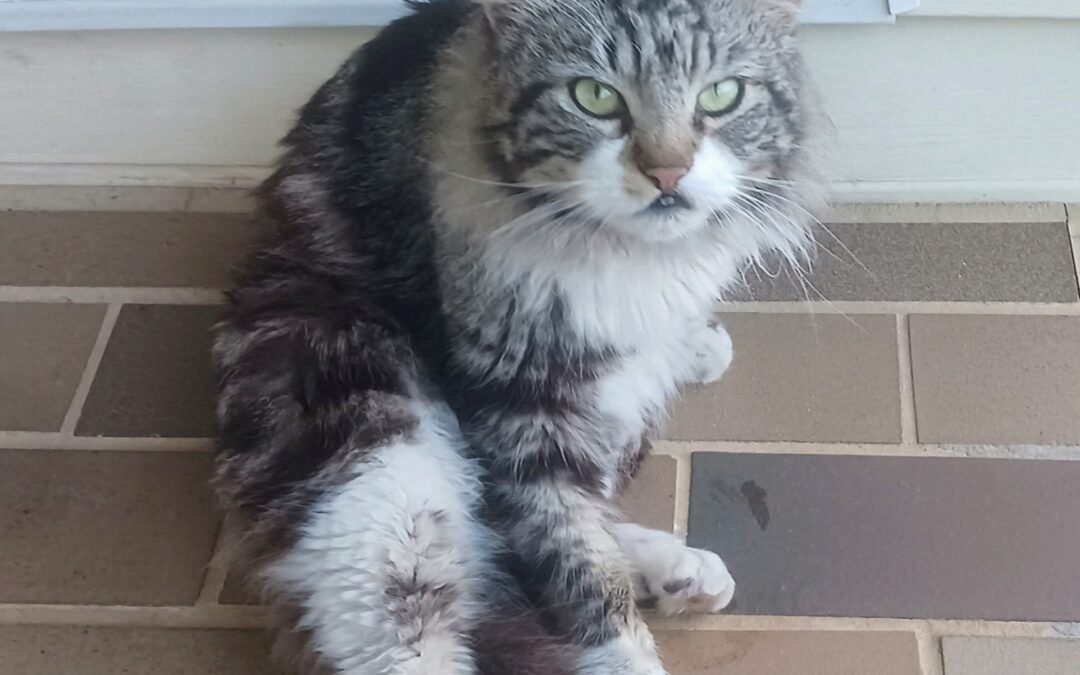 Cat found in Tuscaloosa 35405!