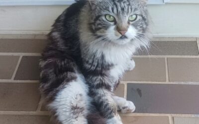 Cat found in Tuscaloosa 35405!