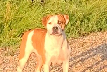 Dog found in Bulh 35446!