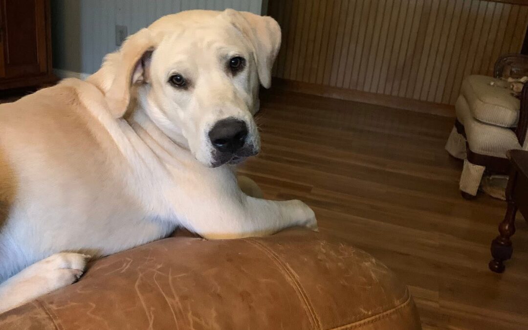 Dog found in Northport  35475!