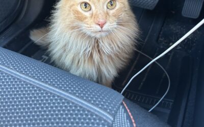 Cat found in Tuscaloosa 35401!