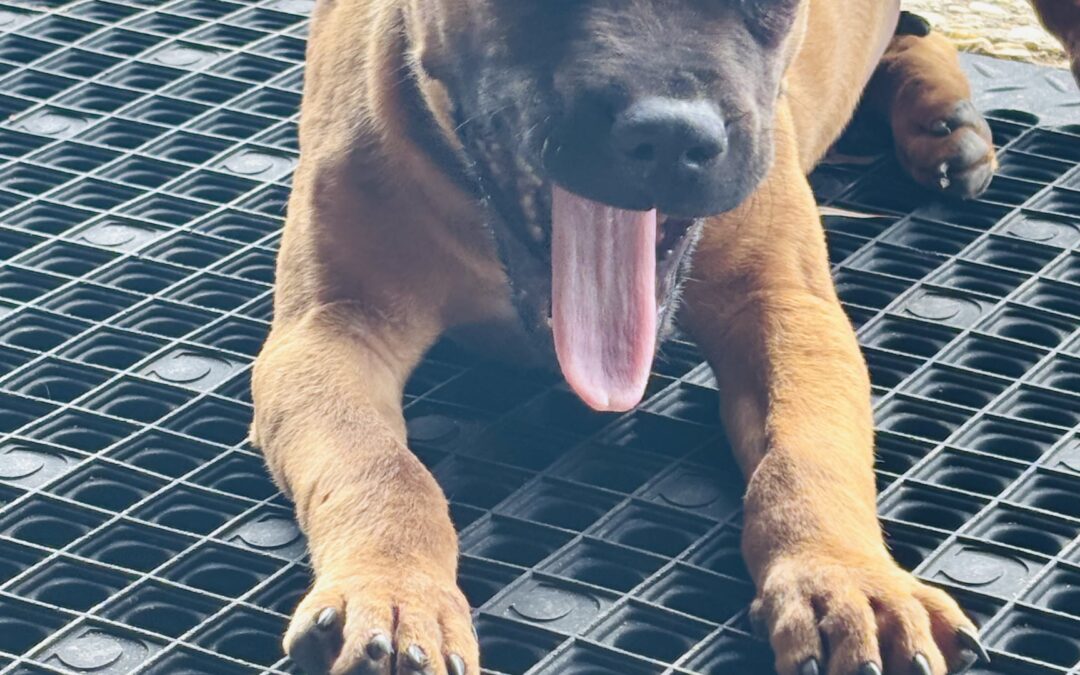 Dog found in Tuscaloosa  35404!