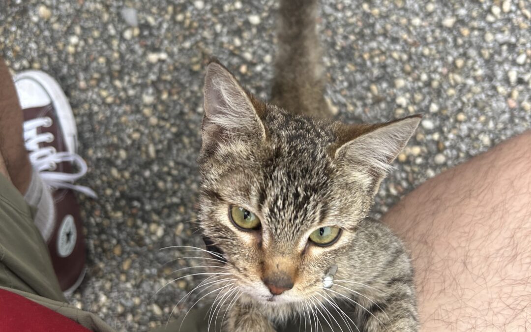 Cat found in Tuscaloosa 35401!