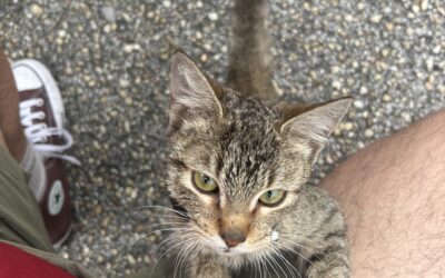 Cat found in Tuscaloosa 35401!