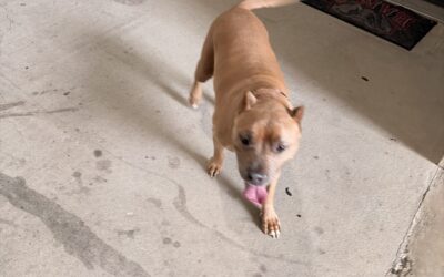 Dog found in Tuscaloosa 35404!