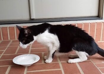 Cat found in Tuscaloosa 35406!