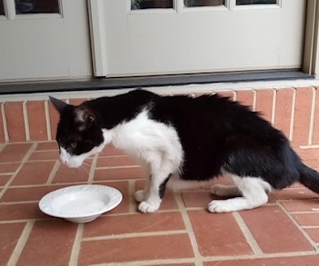 Cat found in Tuscaloosa 35406!