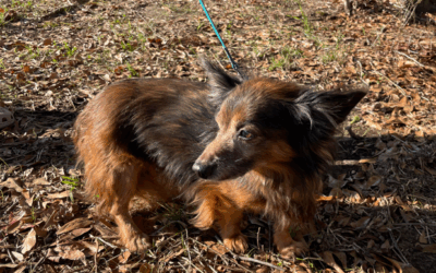 Dog found in Ralph 35446!