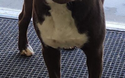 Dog found in Duncanville 35453!