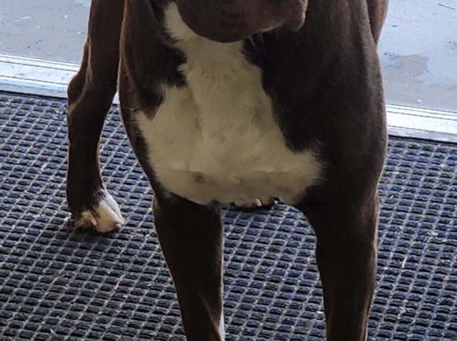 Dog found in Duncanville  35453!